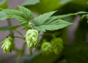barnabys-brewhouse-home-organic hops